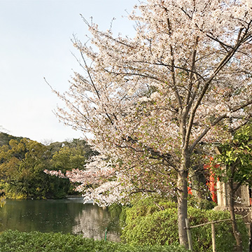 京都 神泉苑
