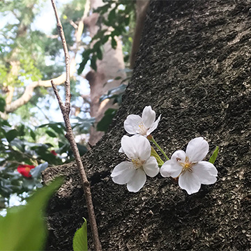 京都 石清水八幡宮